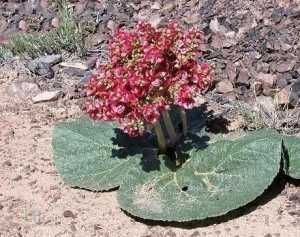  [小瞧]农村植物，矮大黄若碰到请您保护它，当今价值颇高且不可