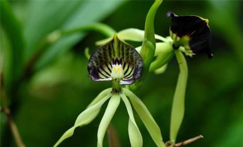  『漂亮』奇异的绿植像章鱼，养护需要这三点，花形独特漂亮，气味香气怡人