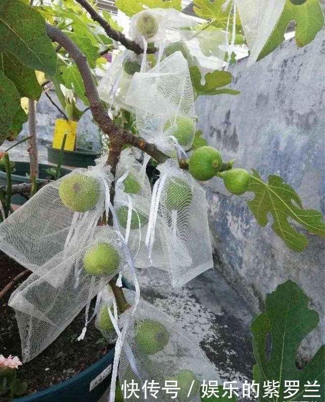  【家里】5种最适合家里盆栽的水果，当年挂果吃到饱！