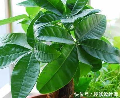  #有钱人#家养这三种绿植，既好看还能招财，有钱人都喜欢买
