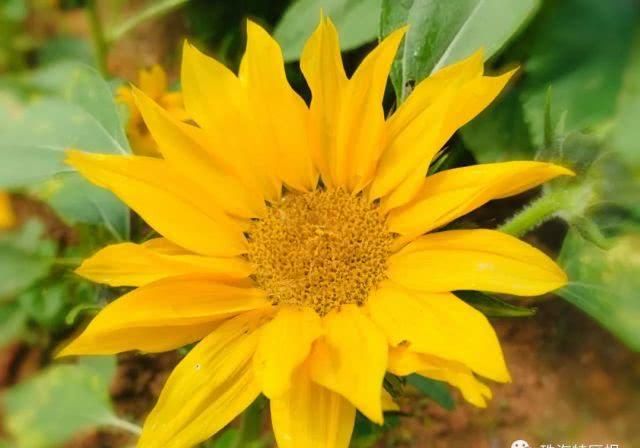  公园的向：超罕见白色、黑色向日葵！8千㎡花海！就藏在珠海市区！