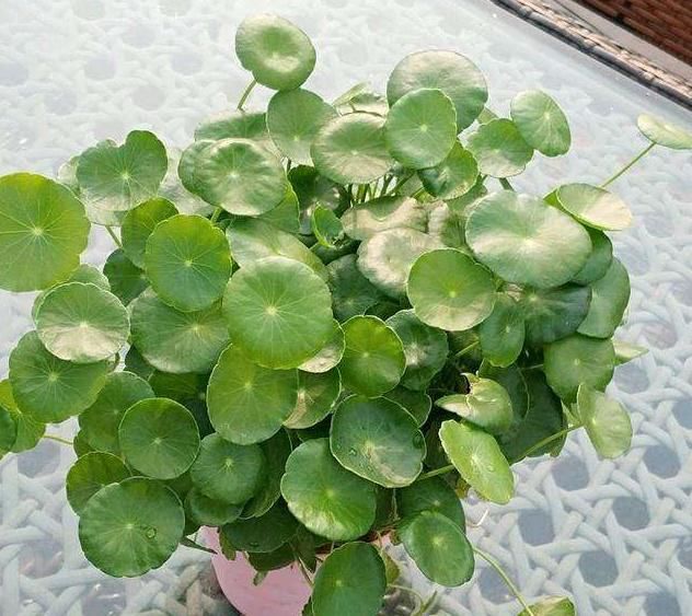  新芽■铜钱草瘦小，不长个？“猛灌”1种肥水，7天见新芽，叶子铜钱大