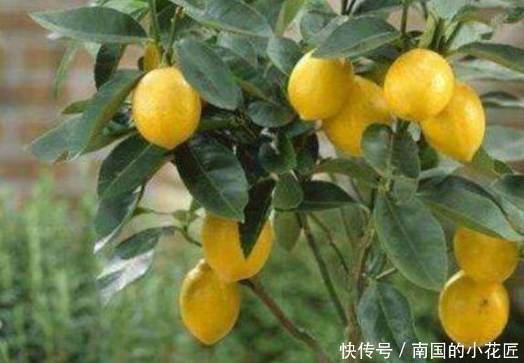  【家里】春天家里养此款花，花期长花量大，剪个枝插土里就活