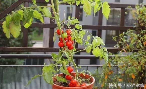  少量的水：喜欢吃西红柿，别再花钱买了，亲自动手做盆景，好看又好吃