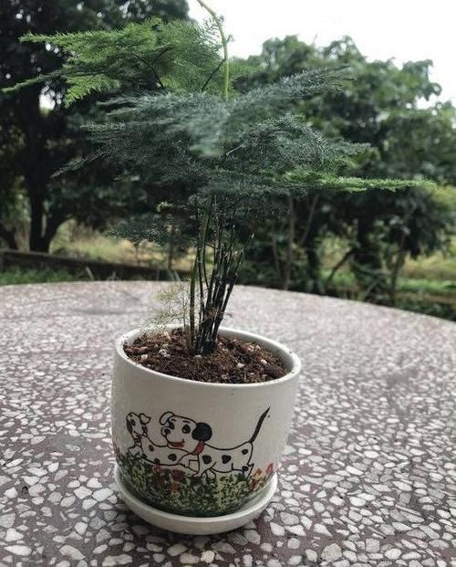 【衣裳】文竹黄叶子，涂点“防晒霜”，穿个“新衣裳”，黄叶变“墨绿”