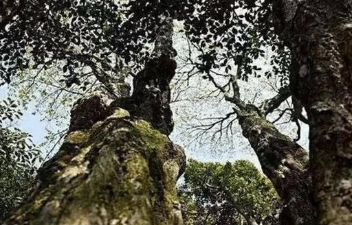 这世上唯一一颗“孤独”的树，长在中国，专家至今未找出繁殖方法