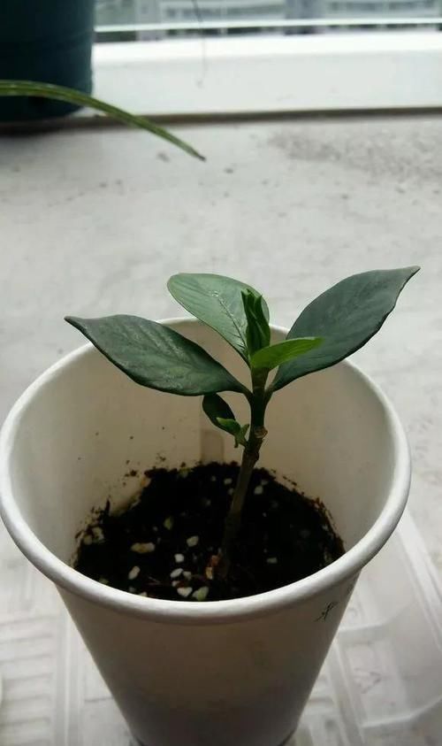  [花香]1种花能养50年，叶子油亮，开花勤，花香扑鼻！