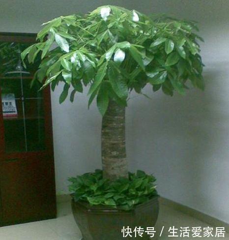 扦插|发财树能播种?只需“1果1枝”,自己就能活一盆,长的阳台放不下