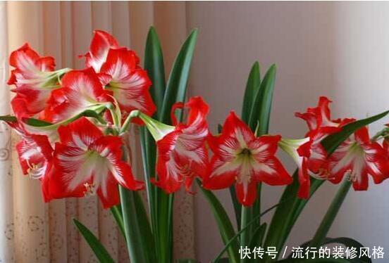 「就要」新手养护花卉，就要养护漂亮、艳丽的花卉，适合在家中养护，优雅