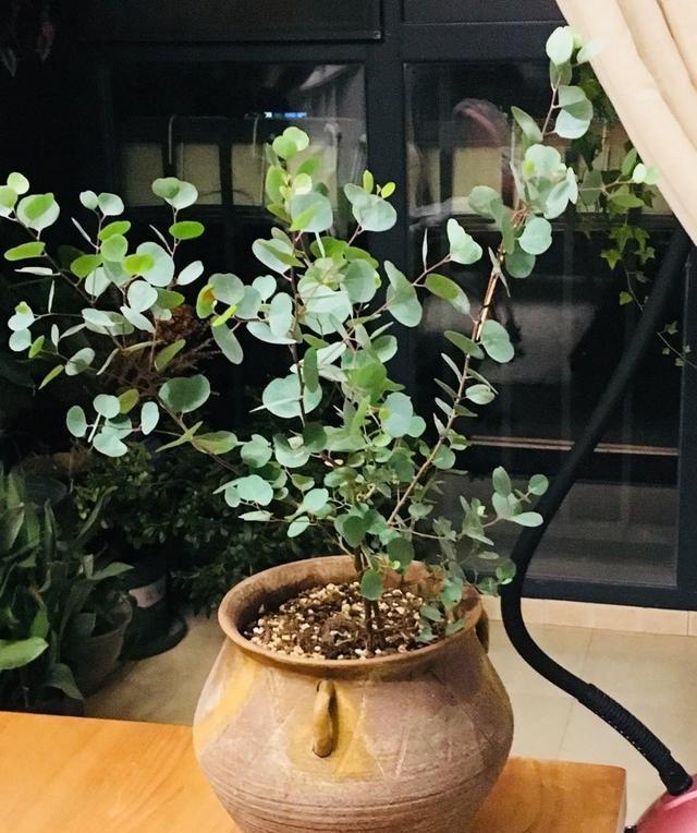  适合@10种适合室内的小众花，今年超流行，点缀家居，越养越精致