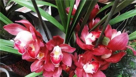  秀丽：建兰上品红将军，花型秀丽饱满、艳而不俗、简单养护就能开爆盆！
