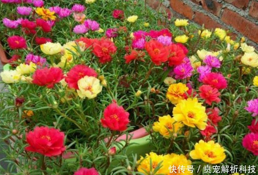  「蟹爪兰」最受欢迎的“4种花”，高端大气，花朵硕大、花期长，漂亮好养！