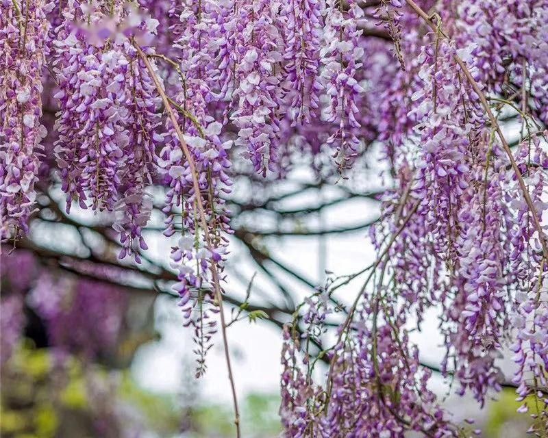 「木香花」老门东,花都开好了!