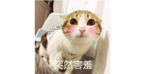  山东的蔬：浩克山东丨山东“巨型食物”之谜