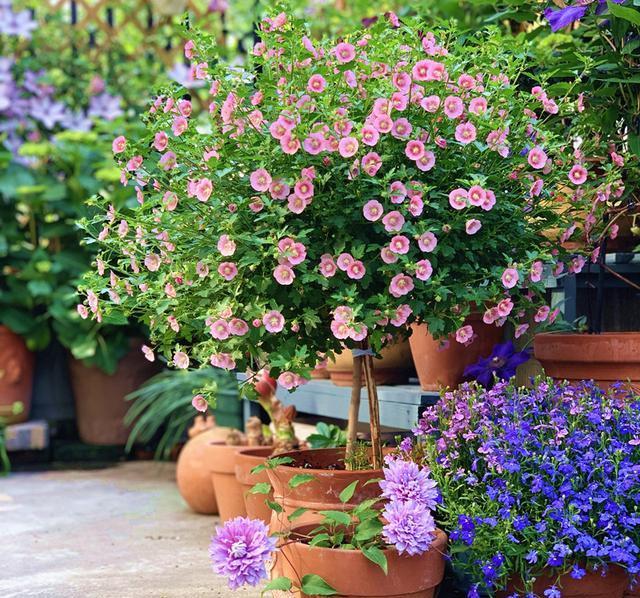  「机器」阳台养盆它，公认的开花机器，一年能开8个月，随便养养就爆盆