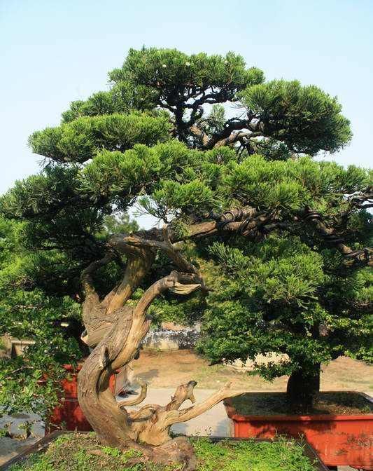  『工作』花白清香淡雅，家养九里香盆景，天天都有花香！