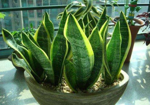  「轻松」新手学养花，就选这几朵小花，好打理爱开花，晾在阳台轻松变花海