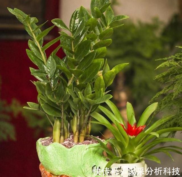  「盆土的酸碱」家庭金钱树出现缺铁性黄叶？给它喷点硫酸亚铁，新老叶变绿更茂盛