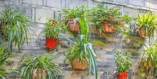 【实用】养花高手教你“植物组合”,3组室内摆放,美观又省地方,特实用