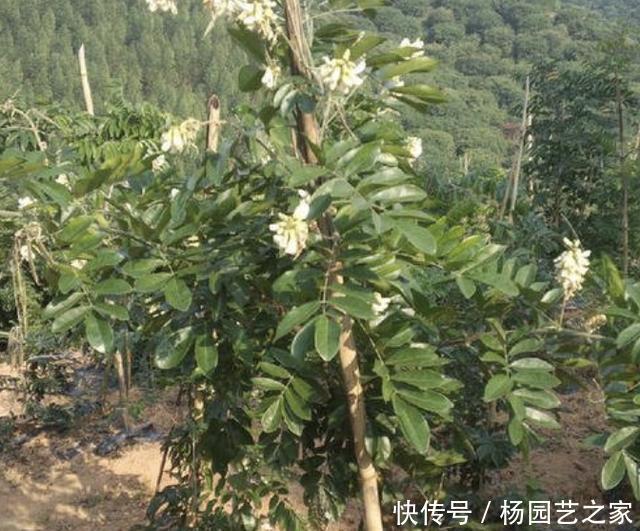『牛大力的根』山沟里的1种“野草”,以往称它为“牛大力”,根茎发达,值钱