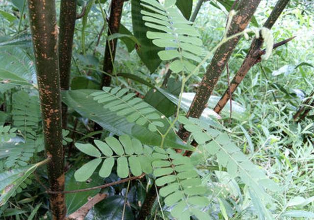 「鸡骨草」在深山,有1种珍贵的植物,人称“鸡骨草”,营养价值极高!