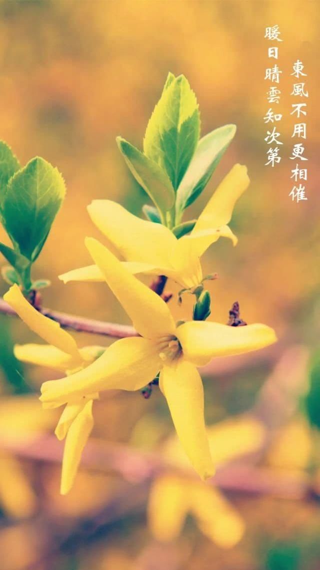  『满屏』花开满屏，龙门石窟春日壁纸送给你