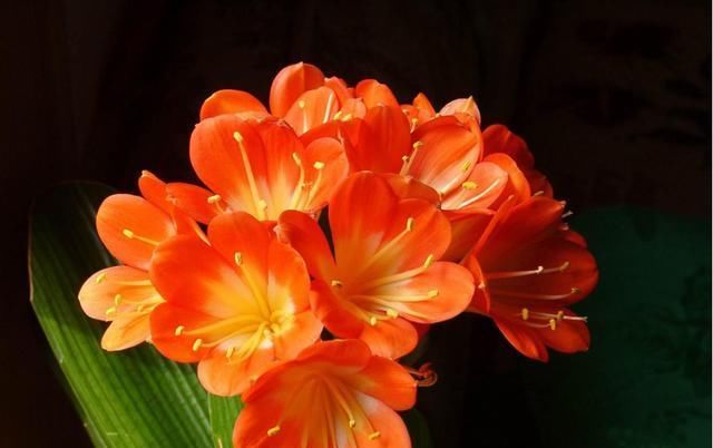  「红色」喜欢养花，不如养盆红色龙沙宝石抗病能力很强 。