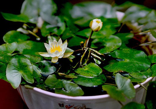  『越好』不怕晒的几朵花，越晒长得越好，花芽蹭蹭长满盆，新手也一样养活