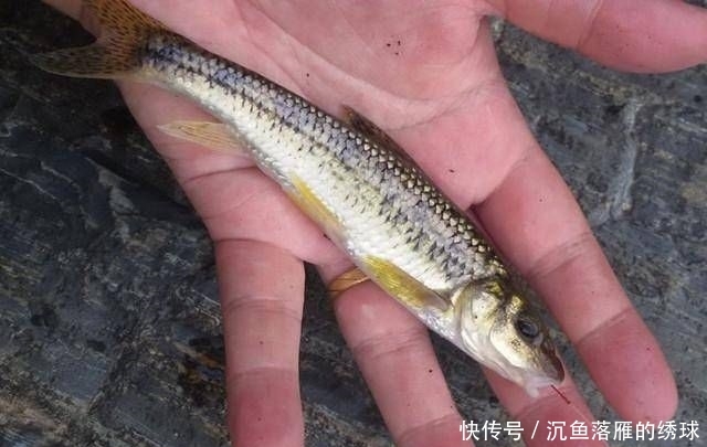  [山涧]深山山涧，钓上一盆这鱼，味道很鲜美，知道是什么鱼吗？