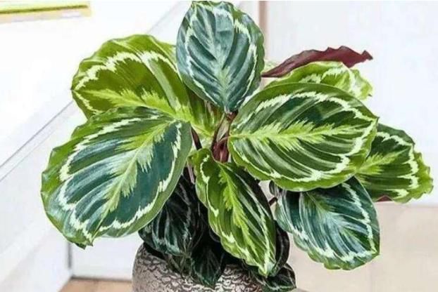  夏季@夏季太阳“毒”？种植这2种植物，高温不用“避暑”，耐高温又喜阴