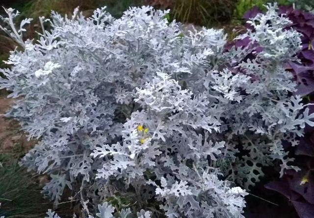  #叶菊可以#它是不用看花的菊科植物，叶片银闪闪，美得发光，耐寒好养
