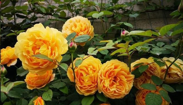  [发芽]月季花发芽长叶后不久就死了?教你一招避免“假活”!~