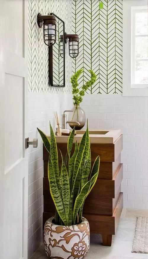  『植物』最适合放在卫生间的10种植物，赶紧养一盆吧！