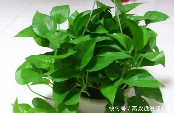  「黄叶」绿萝为什么黄叶