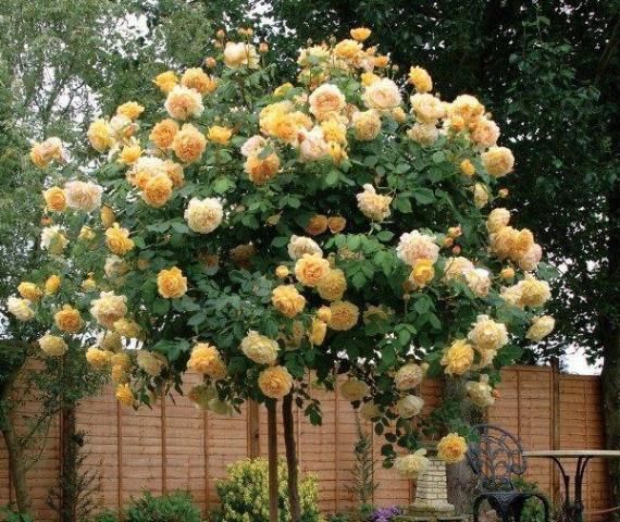  花香|盛夏养花当特选树状月季,盆栽牢记6点,可居家赏花、嗅花香...