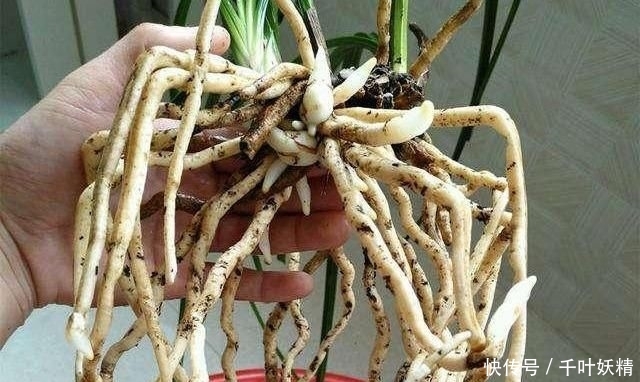 「花芽分化」兰花最怕“什么肥”,牢记3要点,受益无穷