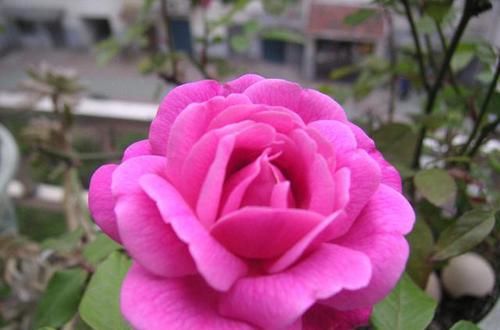  [枝条]月季花别再扦插了，枝条割一刀，裹个方便袋，易成活开花美！