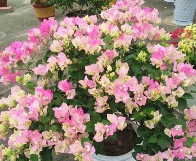  #花期#谁见了都喜欢的花，好养又漂亮，花期特别长，养在阳台新清大气！