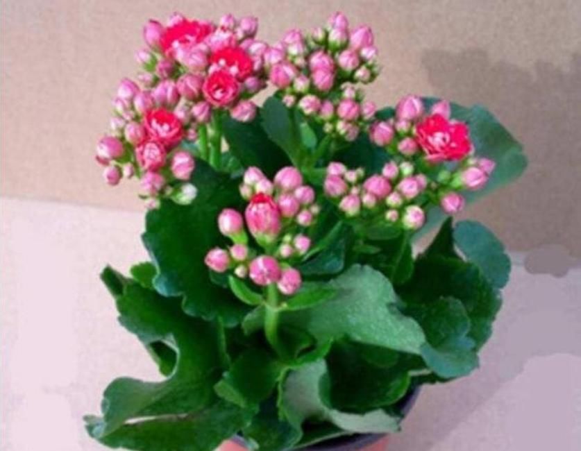  #漂亮#“4种”寓意好的花，喜庆吉祥好运来，养人旺财添富贵，漂亮好养