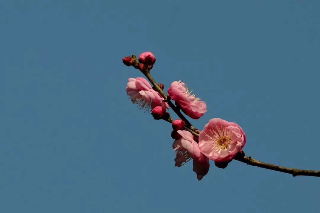 风景 | 壁纸福利！一大波梅花美图等你接收，周末去看正好！