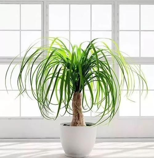  『要注意保持』家里有儿童的可以养这些清新的净化植物，很适合养成小盆栽