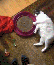 爆笑GIF图:猫儿，懒这样难怪这么胖！！