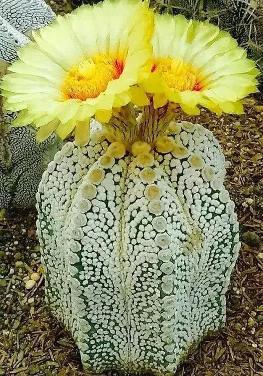 『开出的花』非常罕见的仙人掌,一起欣赏!