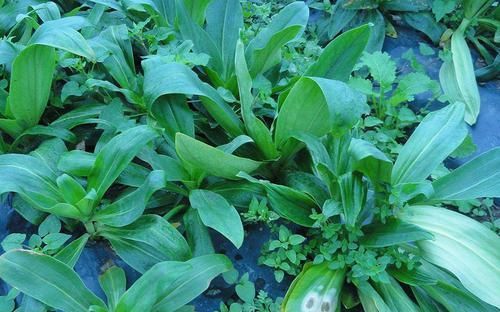  「我国」农村一种野生植物，我国少数地方有，价值珍贵，现有部分人在种植