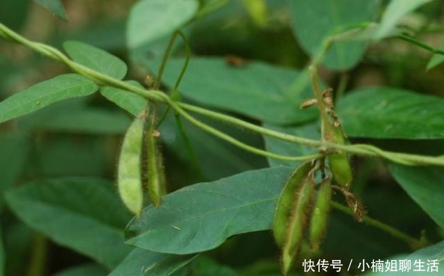  农民|农村随处可见的一杂草，农民恨不得将其除掉，原来是二级保