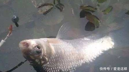  初秋：初秋钓鲫鱼，如果遇到这3种情况，赶紧钓半水，免得空军了