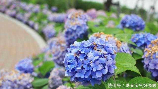 「美腻」给绣球花施肥看“指标”,施对了开花早,花朵大,美腻一夏