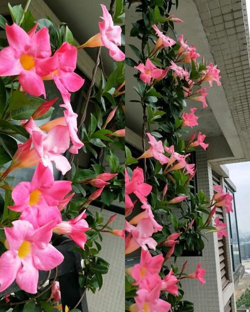  [名字]教你养护飘香藤，爬满阳台既漂亮又很香，听着名字就美极了。