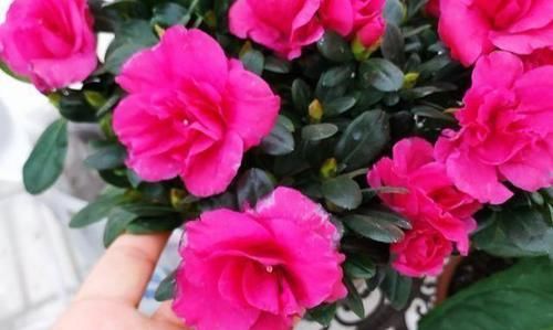  [空气湿度]杜鹃花养不好？遵循3妙招！通点风吃点“药”，湿身最重要