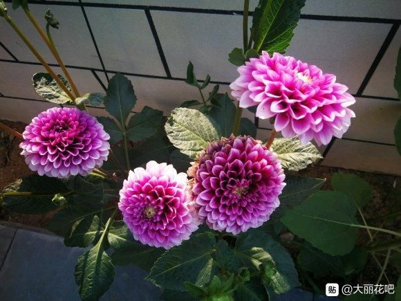 「小花」1米宽的防盗窗,也能开成小花海,一年四季有花看!
